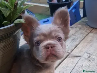 French Bulldog dogs Fluffy French Bulldogs - Advert 3