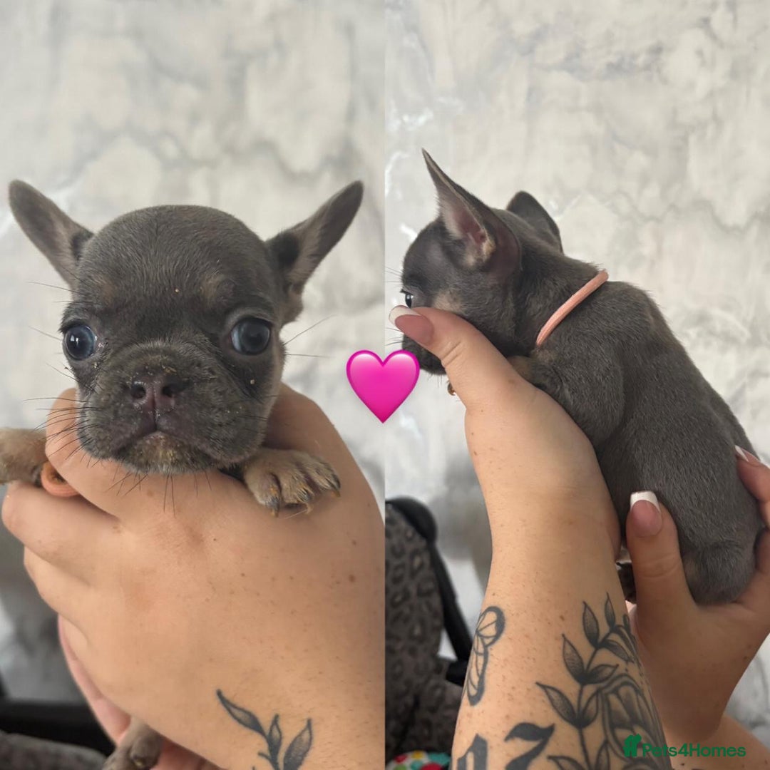 French Bulldog dogs for sale: French Bulldog Fur Babies  - Image 23