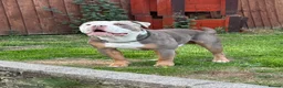 Olde English Bulldogge dogs for stud: Odin  in Huddersfield - Advert 2