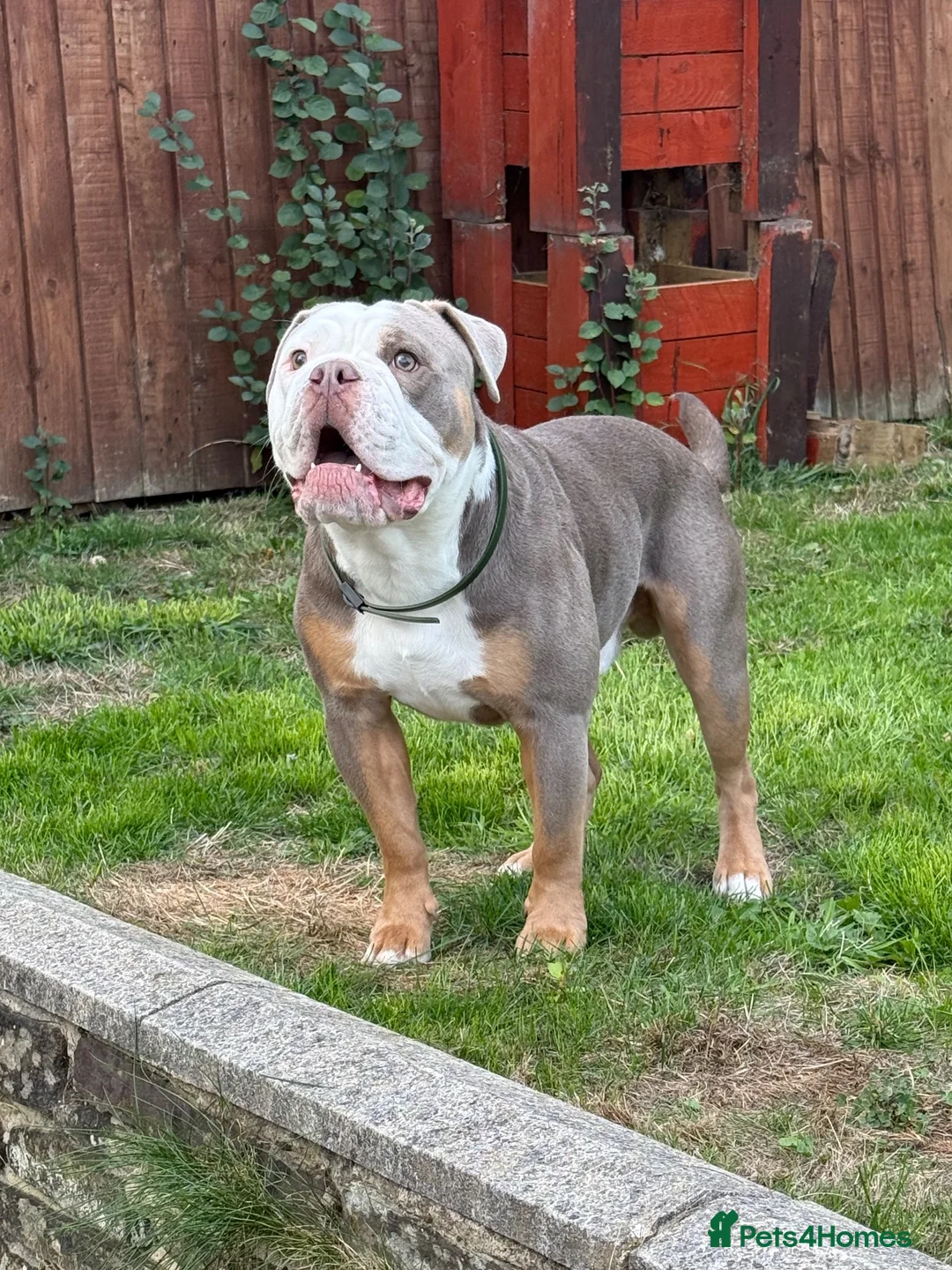 Olde English Bulldogge dogs for stud: Odin  in Huddersfield - Advert 2