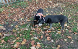 Mixed Breed dogs for adoption: Bumble for adoption - Advert 8