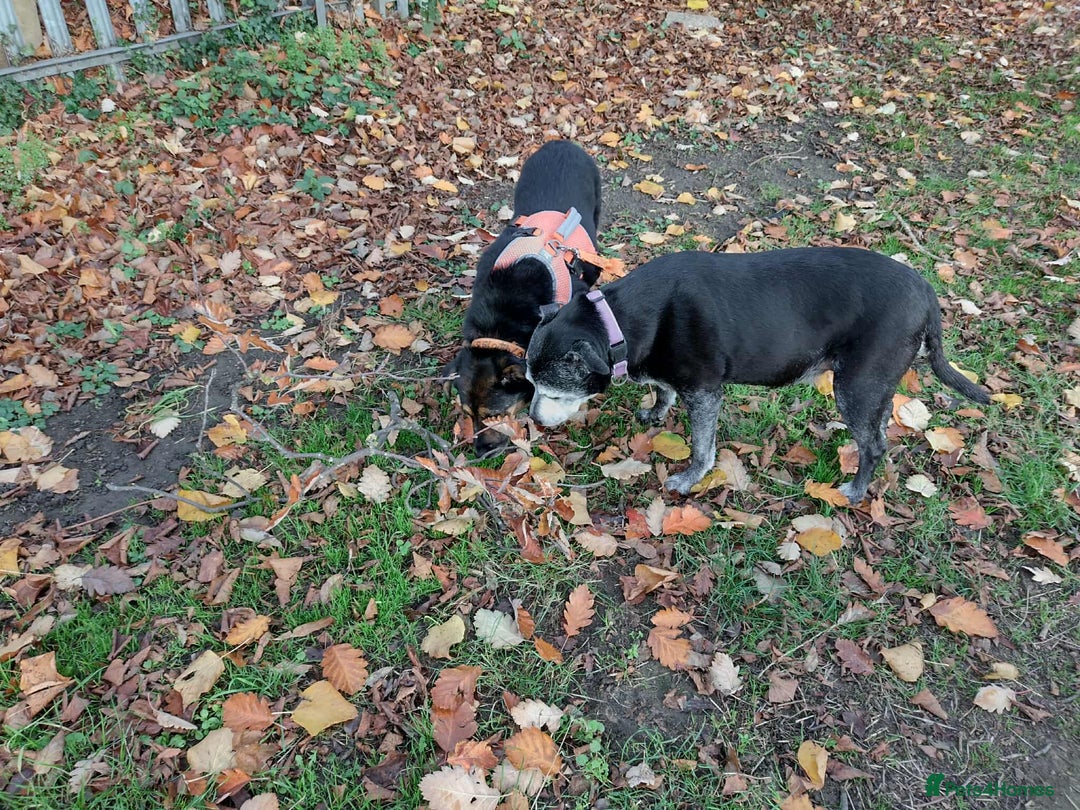 Mixed Breed dogs for adoption: Bumble for adoption - Advert 8