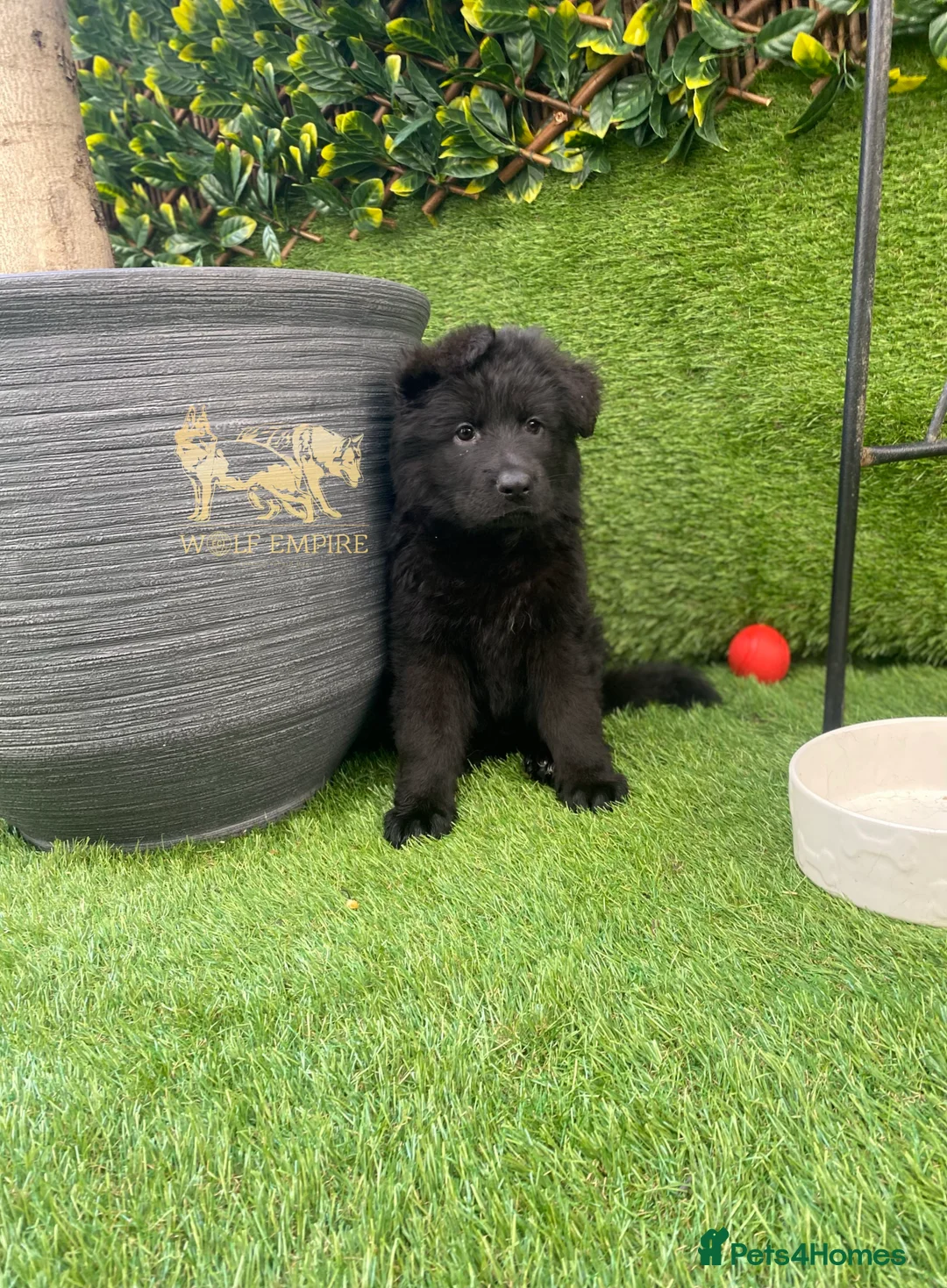 German Shepherd dogs for sale: Beautiful German Shepherd Puppies - Advert 2