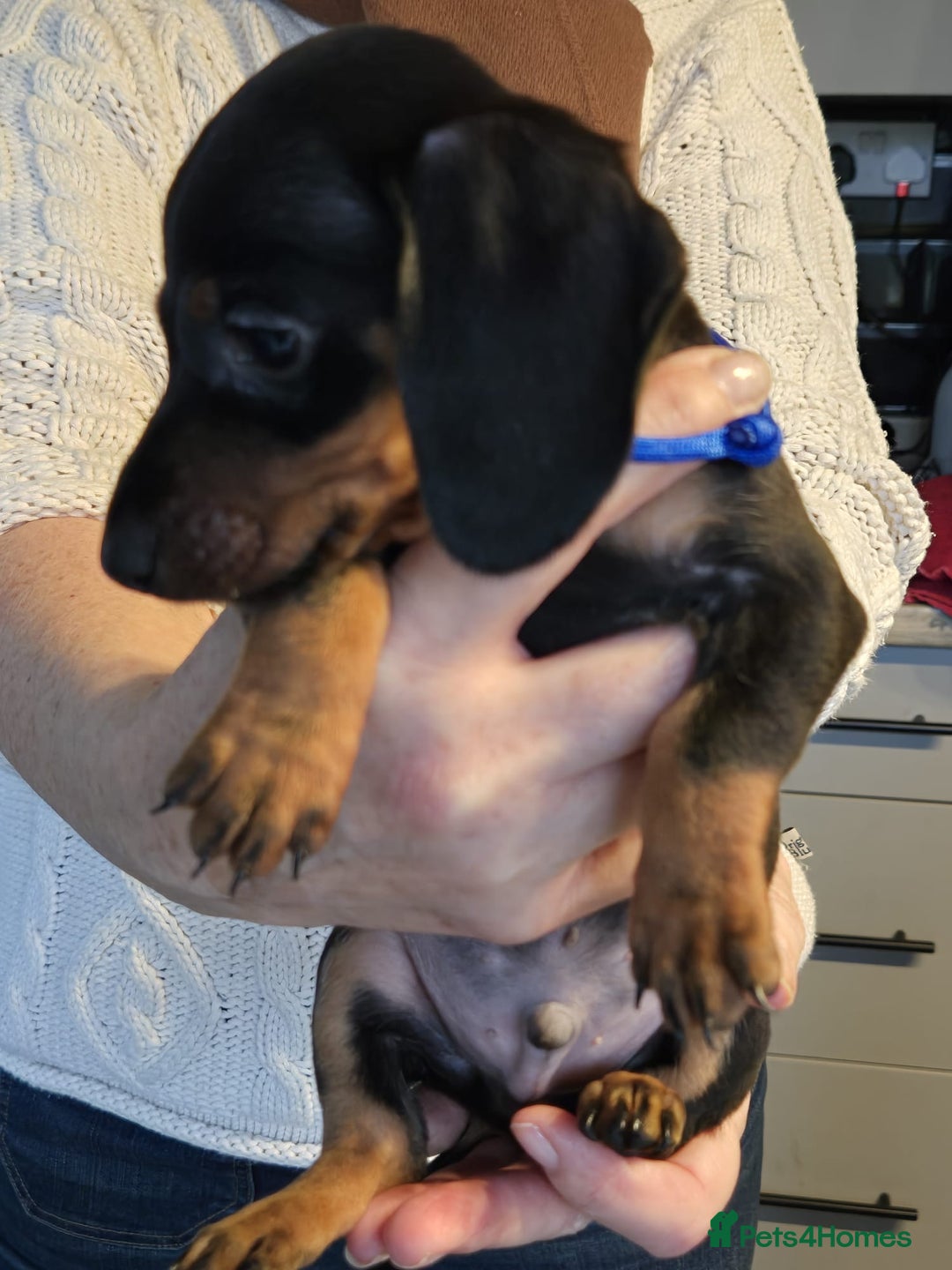 Miniature Dachshund dogs for sale: Miniature dashshund - Advert 2