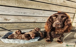 Sprocker dogs for sale: Adorable, well-socialised Sprocker Spaniel puppies - Image 6