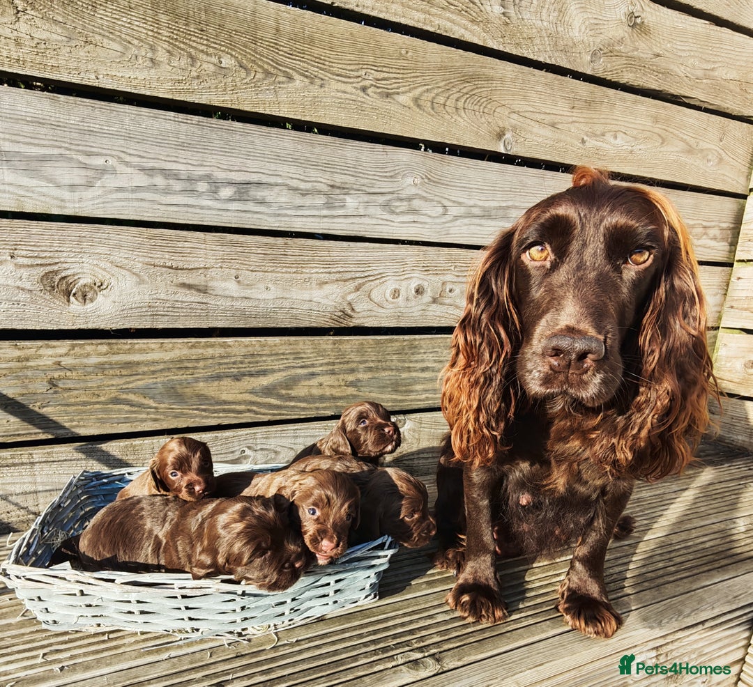Sprocker dogs for sale: Adorable, well-socialised Sprocker Spaniel puppies - Image 6