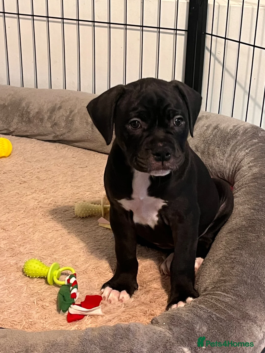 Alapaha Blue Blood Bulldog dogs for sale: Alapaha blue blood bulldog - Advert 2