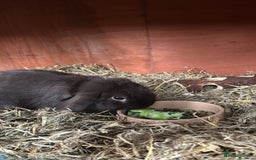 Mini Lop rabbits for sale: 1 year old male mini lop for sale - Image 3