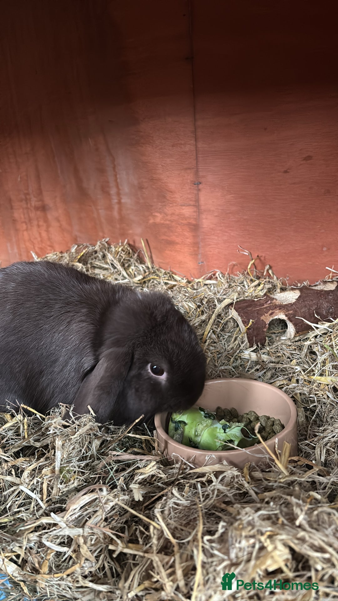 Mini Lop rabbits for sale: 1 year old male mini lop for sale - Image 3