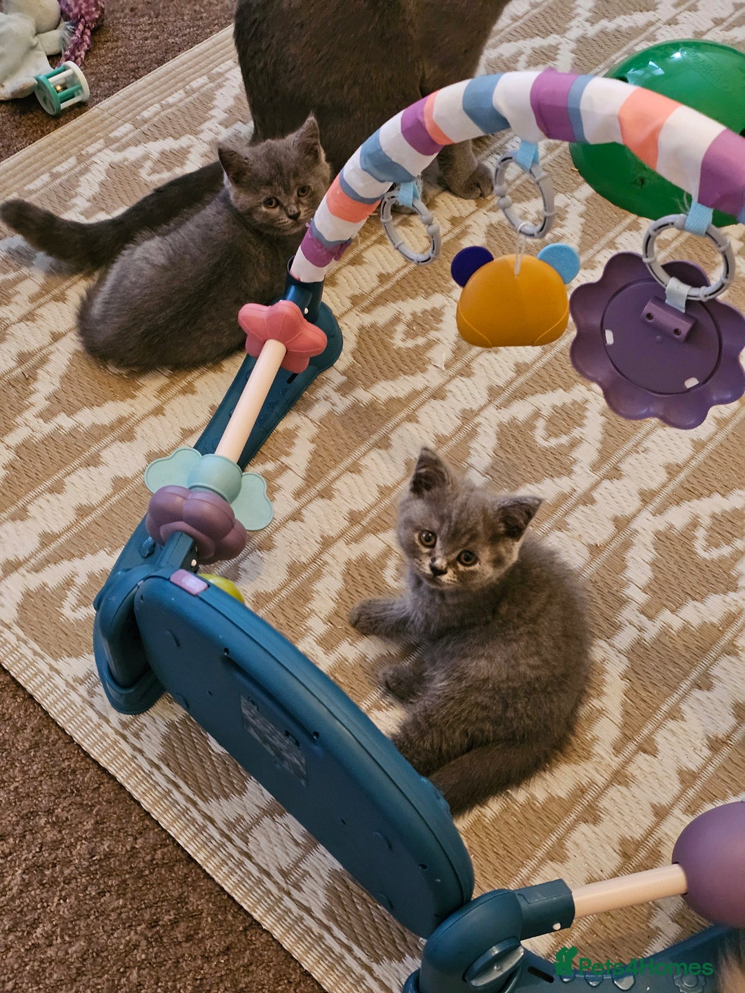 British Shorthair cats for sale: British shorthair and longhair  - Image 8