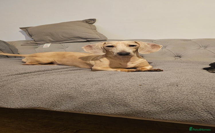 Dachshund dogs - Advert 10