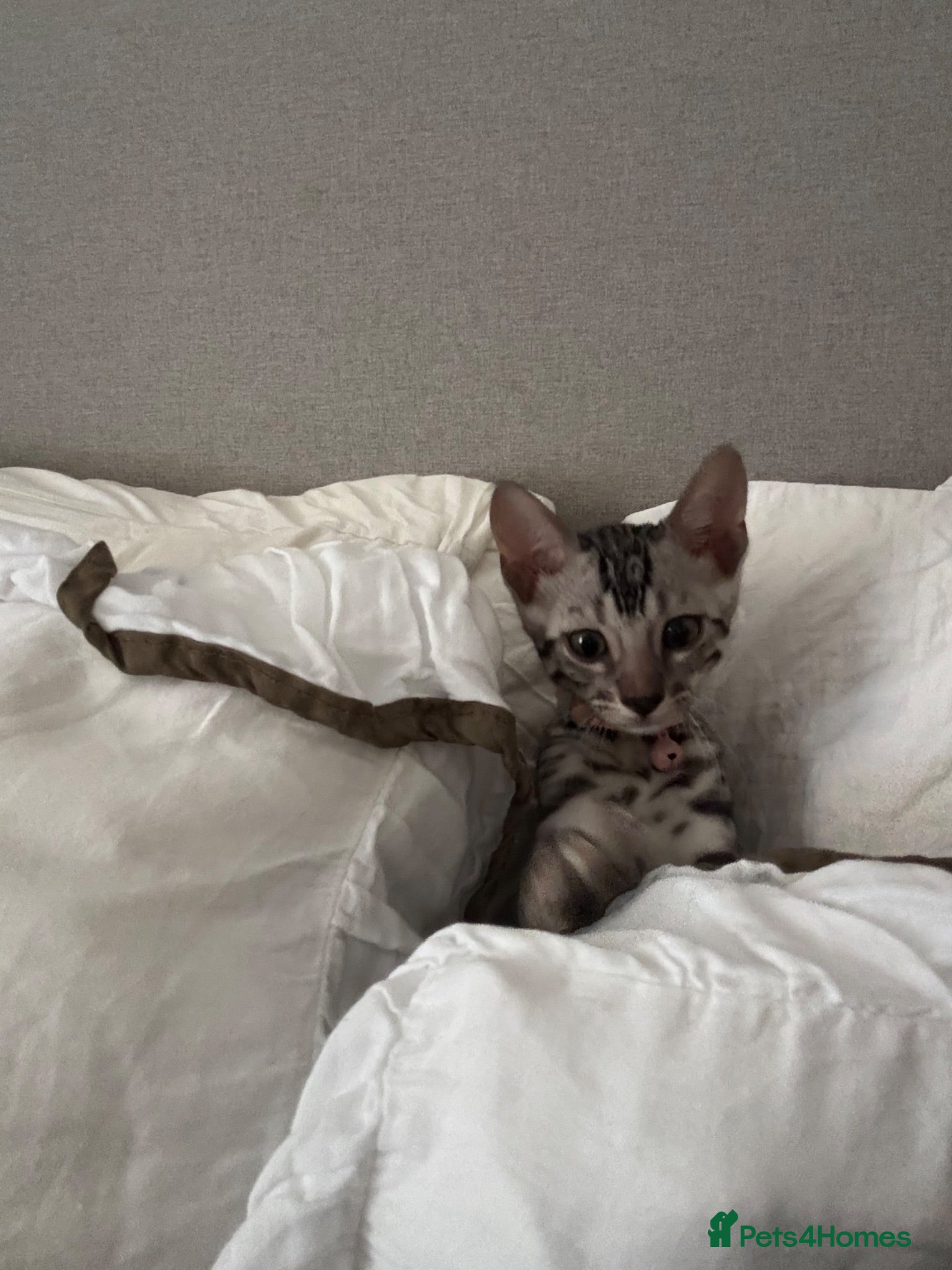 Bengal cats 10 week old bengal kitty - Advert 3