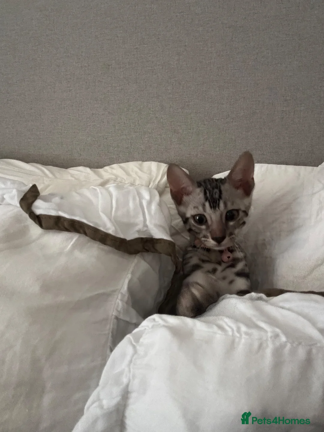 Bengal cats for sale: 10 week old bengal kitty - Advert 1