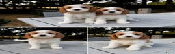Toy Poodle dogs for stud: Toy poodle for stud brown/white PRA clear - Advert 4