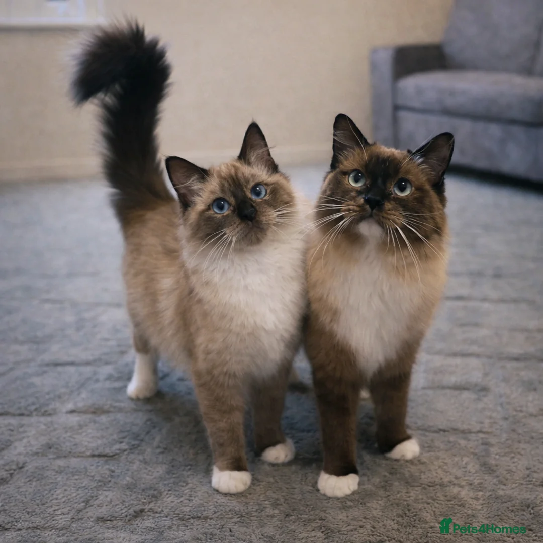 Ragdoll cats for sale: Beautiful Seal Mink Kitten - Advert 4