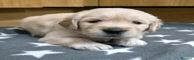 Puppy 4 - Orange