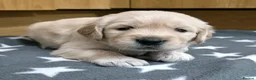 Golden Retriever dogs for sale: 5 Beautiful Golden Retriever's  - Advert 3