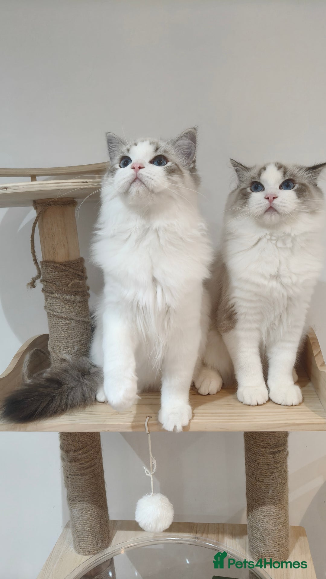 Ragdoll cats for sale: Gccf tica register kittens - Advert 15