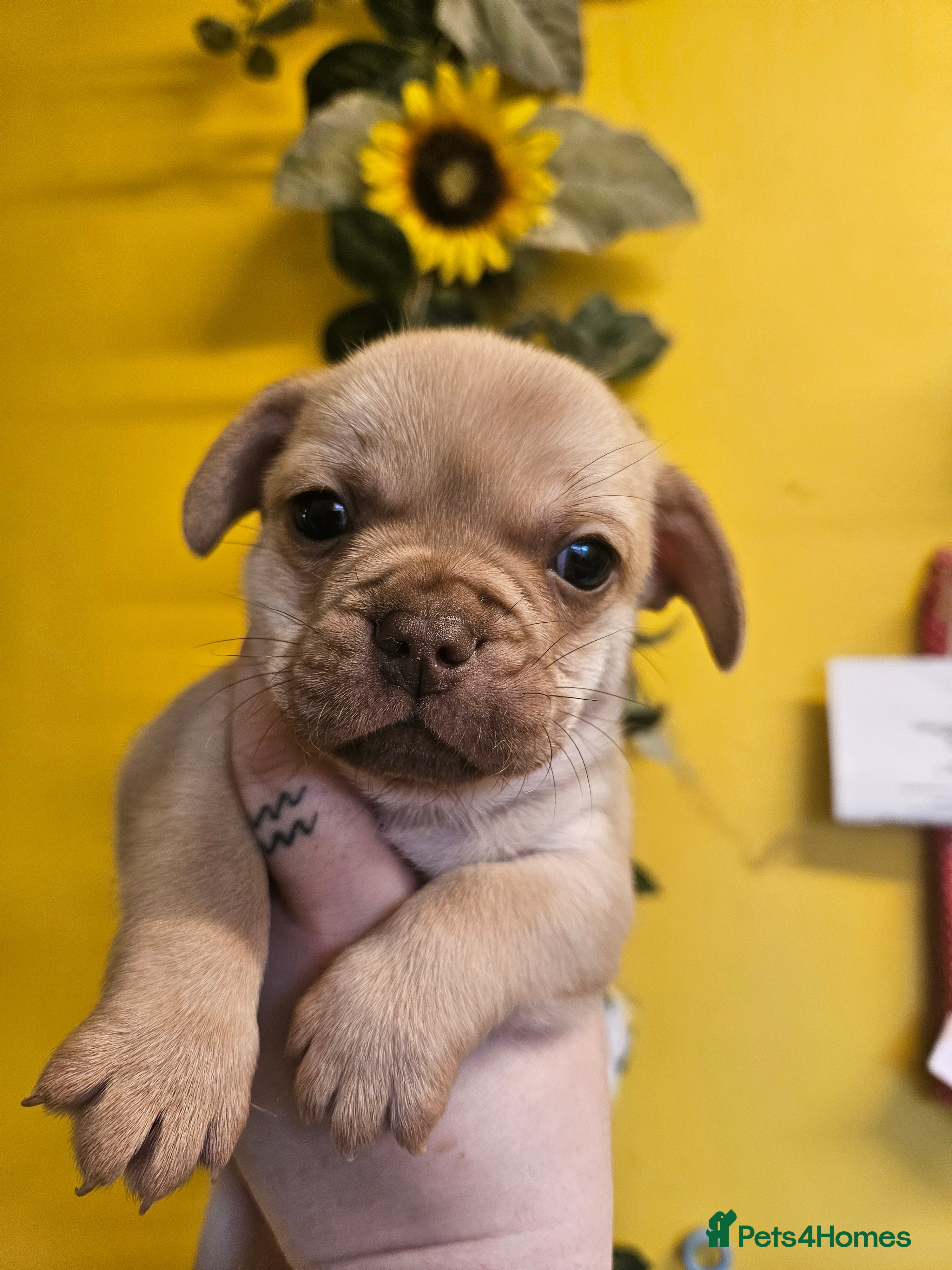 Mixed Breed dogs 5 week old French bullhuahua puppies. - Advert 2