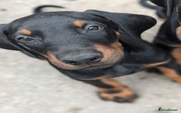 Dobermann dogs for sale: Beautiful doberman puppies ready for foreve homes  - Image 11