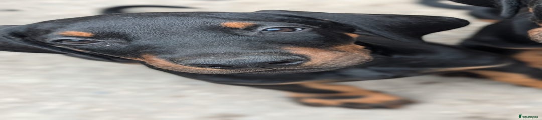 Spot Dobermann Puppy 1