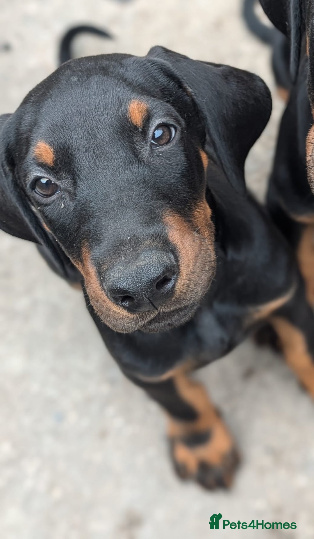 Dobermann dogs for sale: Beautiful doberman puppies ready for foreve homes  - Image 11