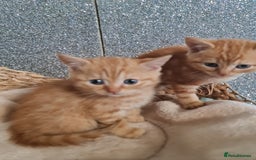 British Shorthair cats for sale: Beautiful BSH kittens from genetic tested parents - Image 12