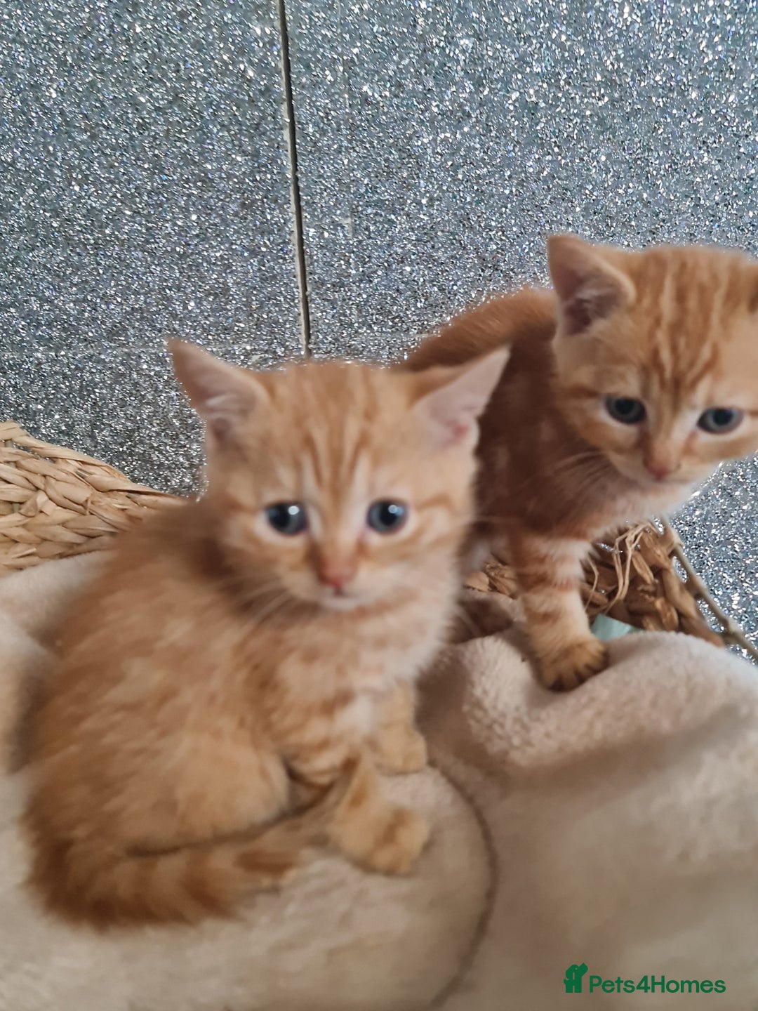 British Shorthair cats for sale: Beautiful BSH kittens from genetic tested parents - Image 12