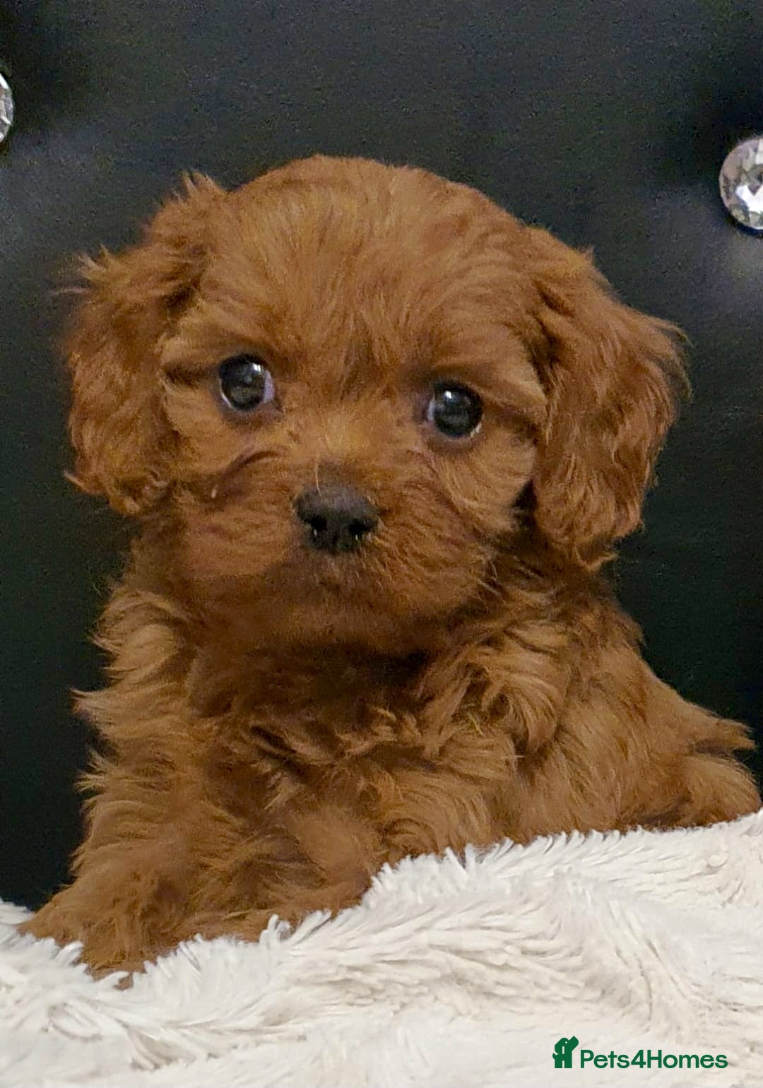 Cavapoo dogs TOY Cavapoo boys  - Advert 2