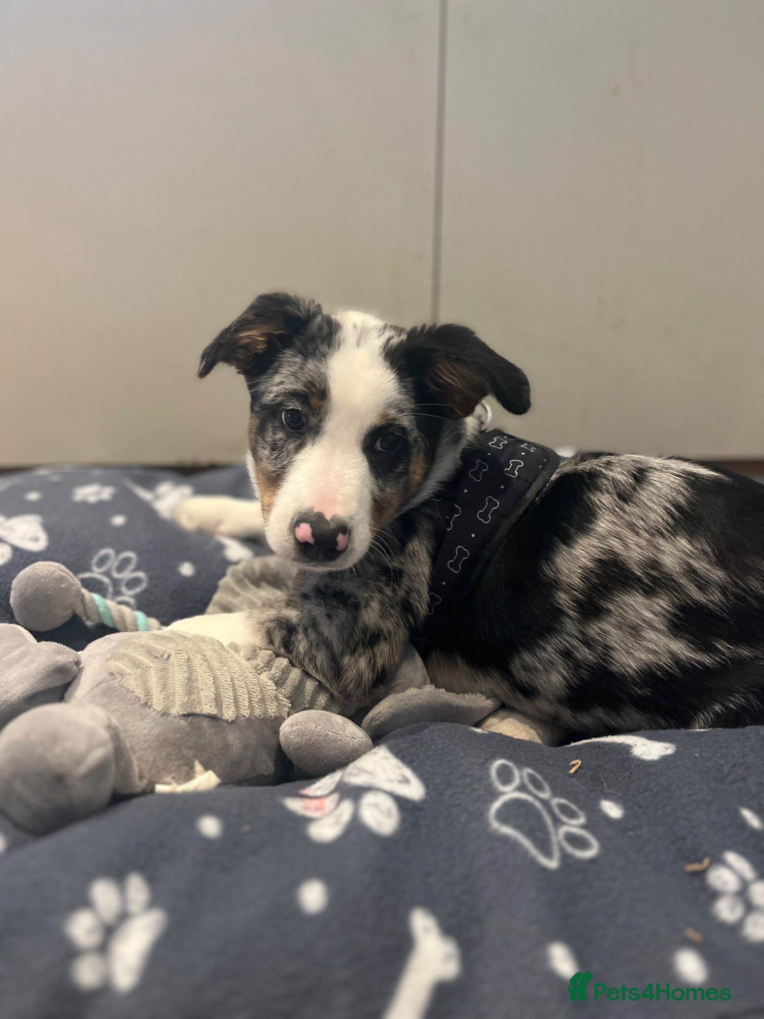 Border Collie dogs for sale: beautiful blue merle last boy left  - Advert 8
