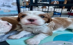 Cavalier King Charles Spaniel dogs for sale: Fully health tested CKCS 🐶💙🐾 - Image 4