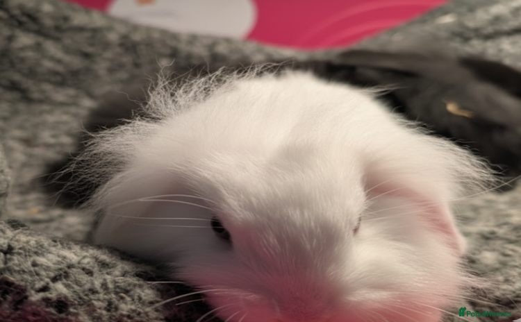 Mini Lion Lop rabbits Mini Lion Lop bunnies - Advert 7