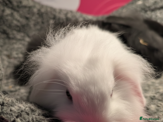 Mini Lion Lop rabbits Mini Lion Lop bunny. - Advert 7
