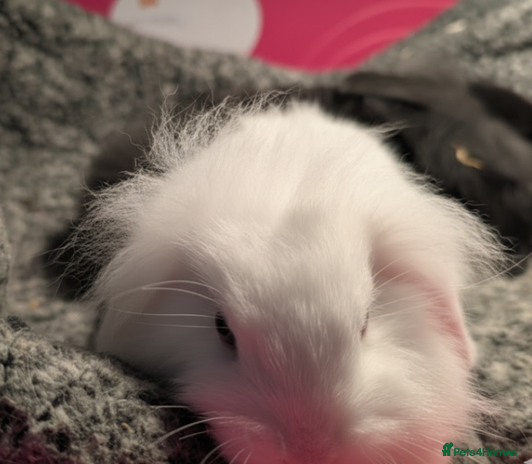 Mini Lion Lop rabbits Mini Lion Lop bunnies - Advert 7