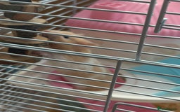 Hamster rodents for sale: Female hamster - Image 1