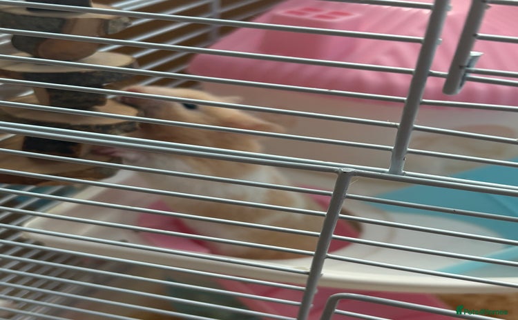 Hamster rodents - Advert 3