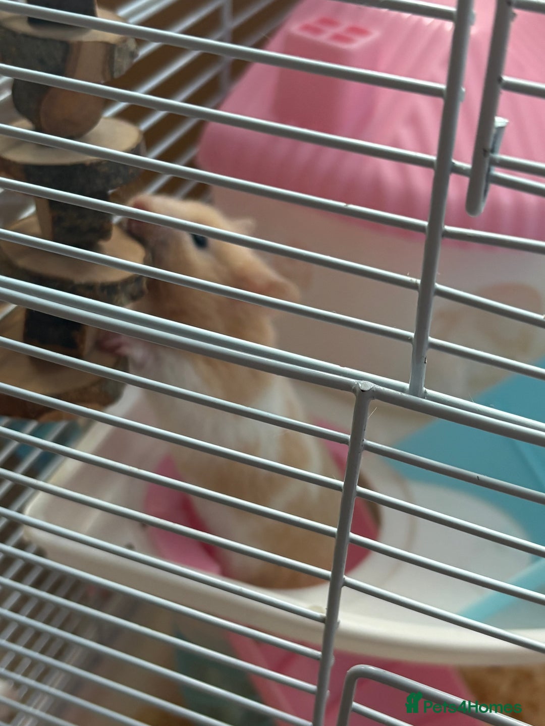 Hamster rodents for sale: Female hamster - Image 1