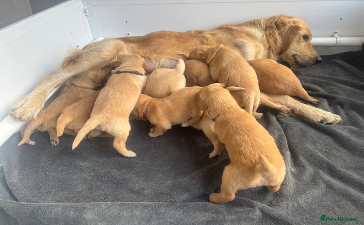 Golden Retriever dogs - Advert 1