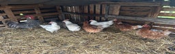 Mixed Breed poultry for sale: Mixed Poultry for Sale (See Description) - Advert 4