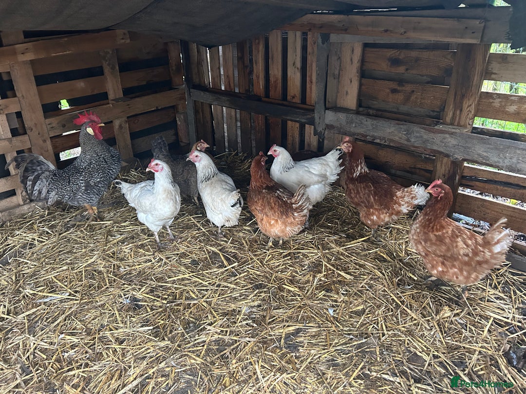 Mixed Breed poultry for sale: Mixed Poultry for Sale (See Description) - Advert 4
