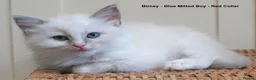 Ragdoll cats for sale: Quality GCCF Reg Ragdoll Kittens - Advert 3