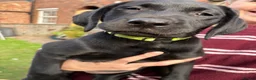 Labrador Retriever dogs for sale: Black female - Advert 4