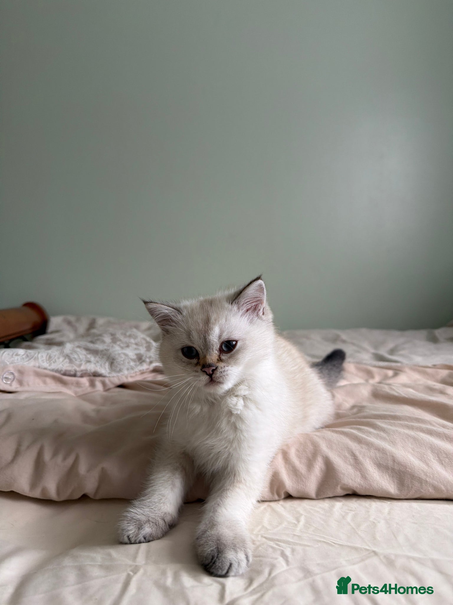 Scottish Fold cats DISCOUNTED Scottish Straight Longhair kittens - Advert 2