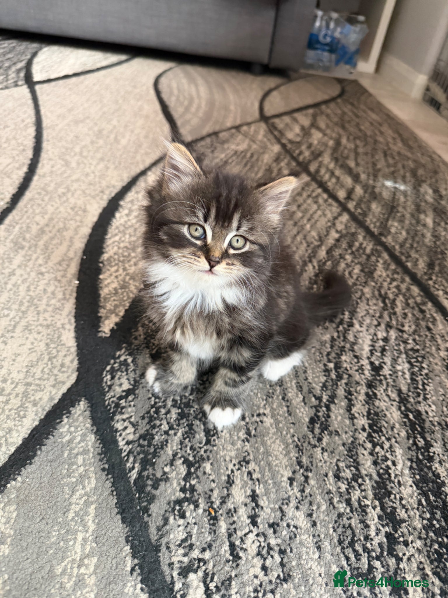 Domestic Shorthair cats Adorable Kittens - Advert 1