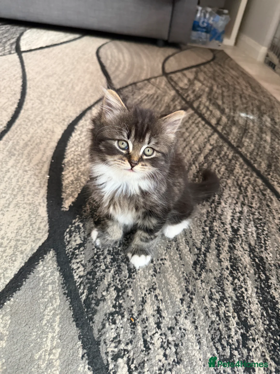 Domestic Shorthair cats for sale: Adorable Kittens - Advert 1