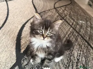 Domestic Shorthair cats Adorable Kittens - Advert 1