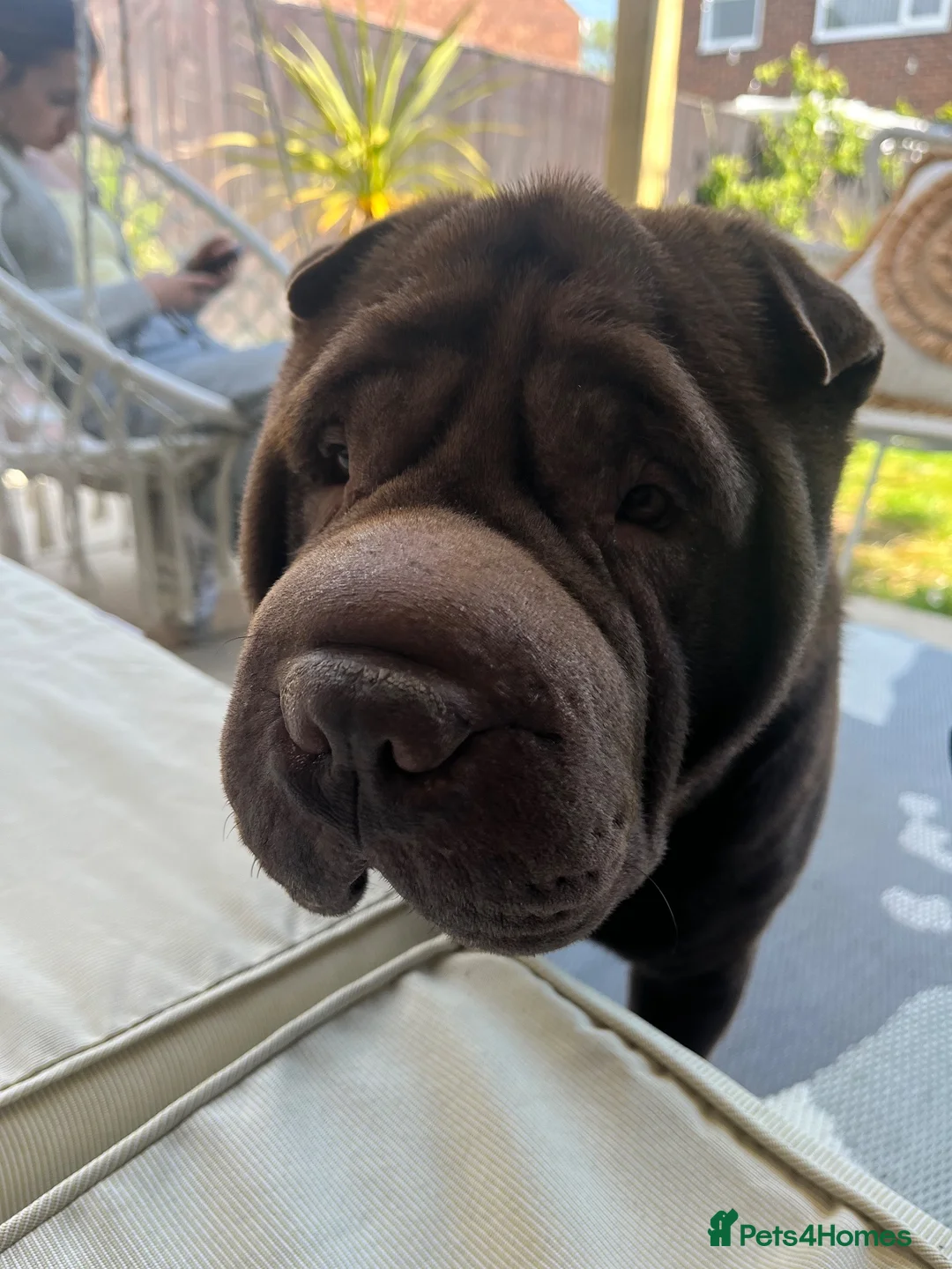 Shar Pei dogs for stud: Dog for stud in Swindon - Advert 2