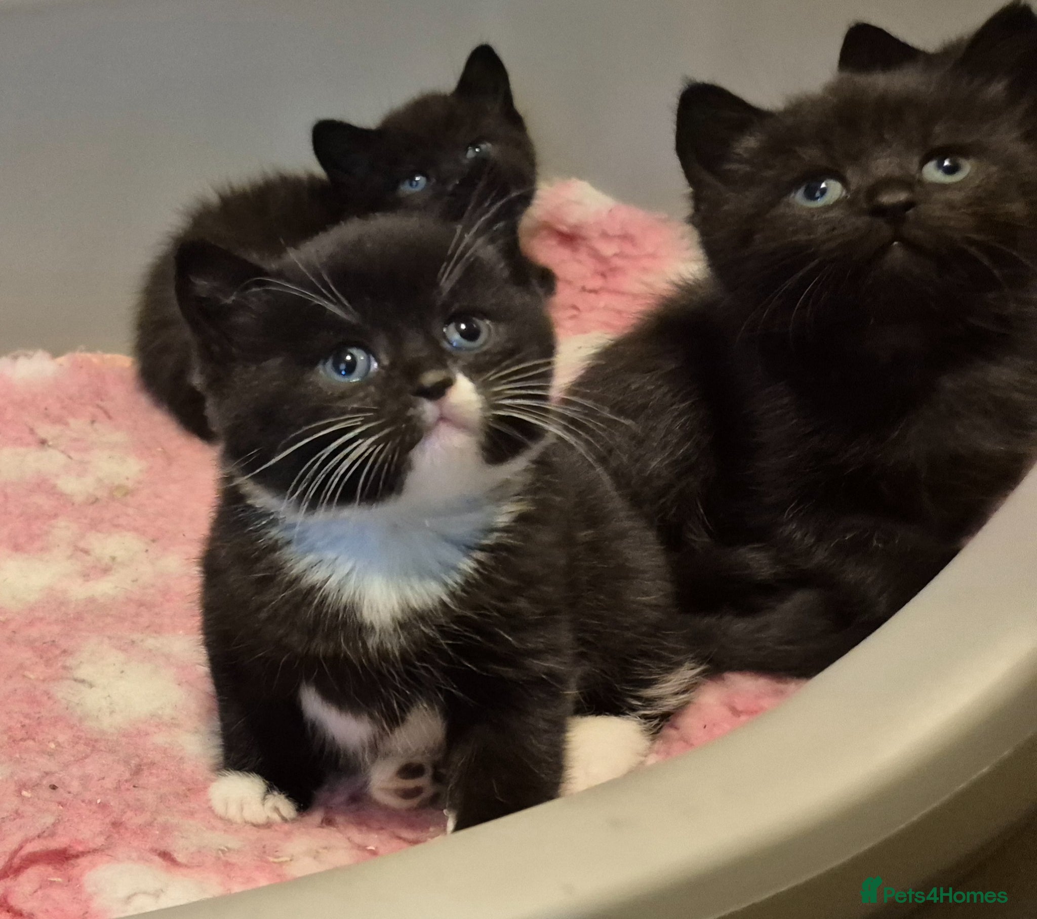 Mixed Breed cats British short hair cross  - Advert 3