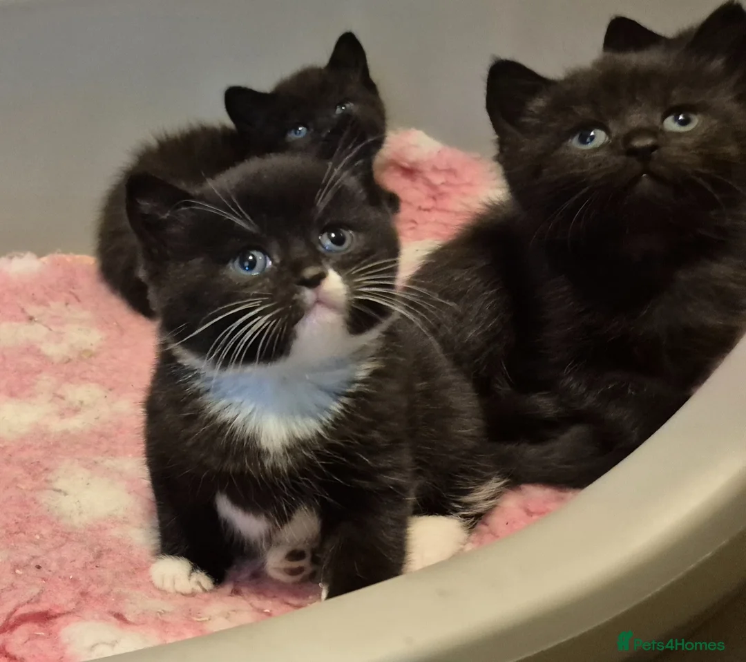 Mixed Breed cats for sale: British short hair cross  - Advert 1