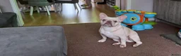 French Bulldog dogs for sale: Male French Bulldog - Polar - Advert 5